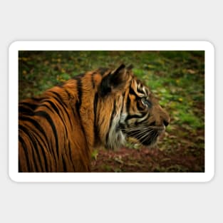 The Tiger Sticker